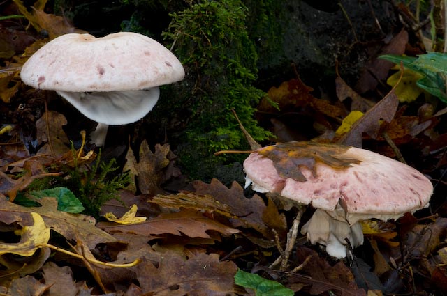 Agaricus sp? (cfr. Agaricus sylvicola)